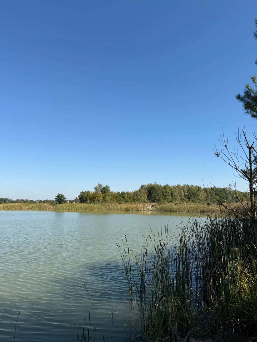 Stanowisko 7 na Stawie Feeder — zdjęcie 2